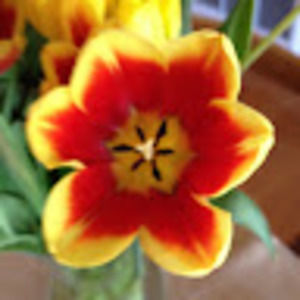 Meet your Posher, Heidi